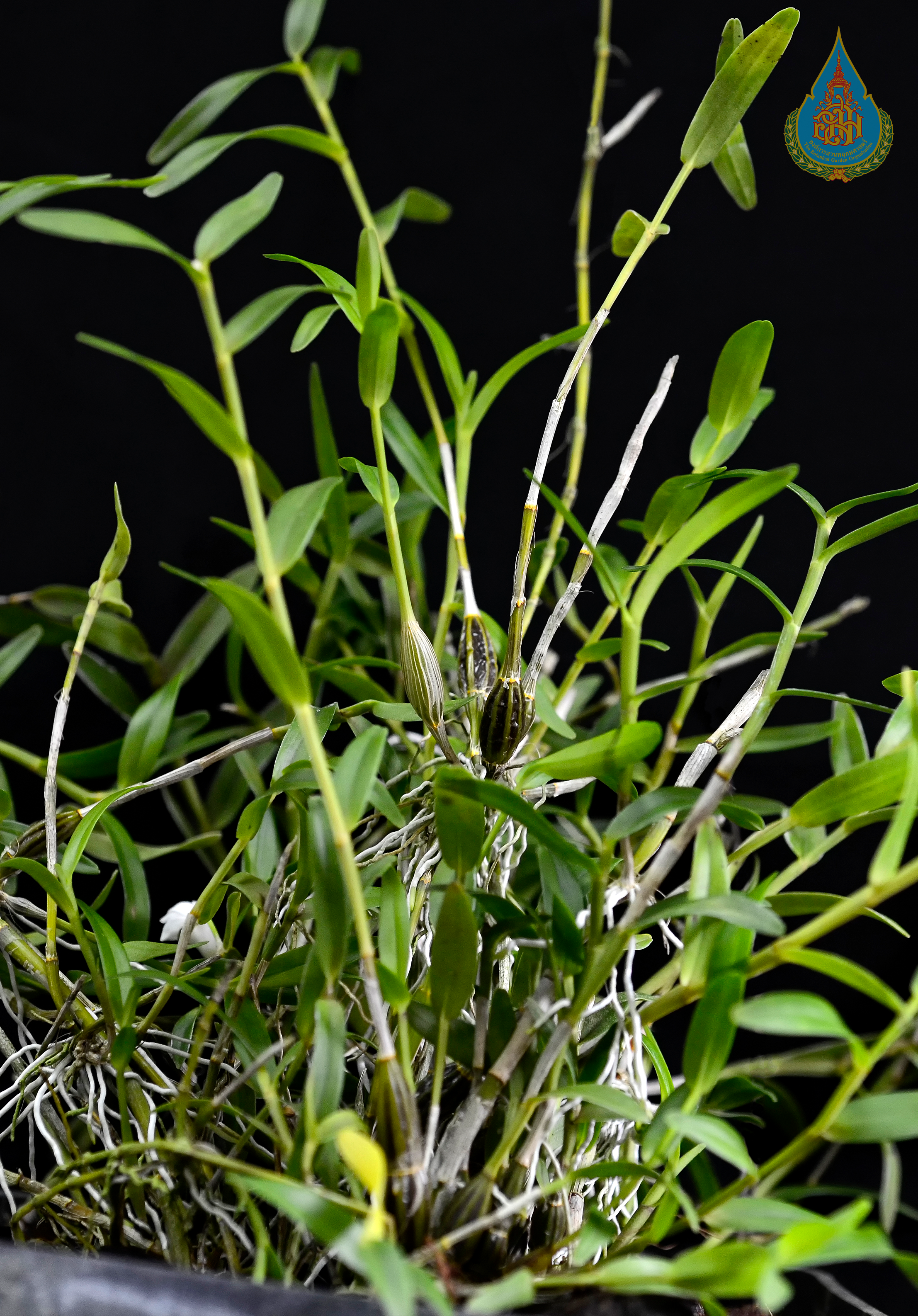 เอื้องมะลิน้อย Dendrobium angulatum Lindl.<br/>ORCHIDACEAE